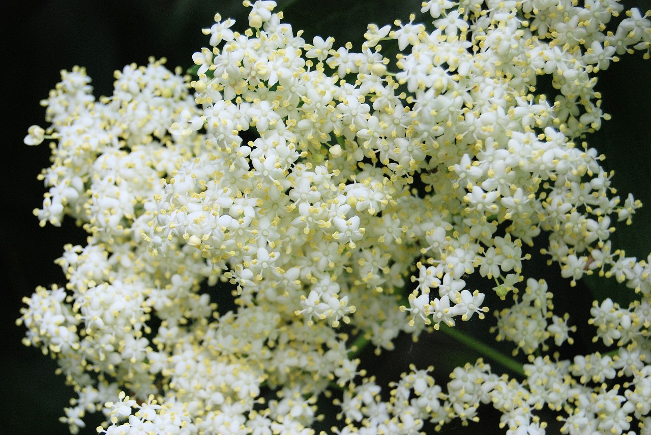 elderberry