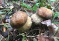 mushroom