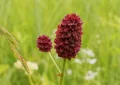 Sanguisorba officinalis