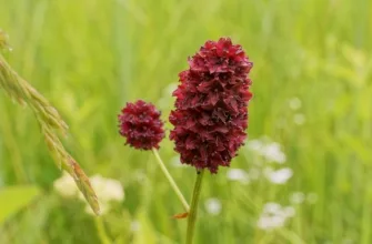 Sanguisorba officinalis