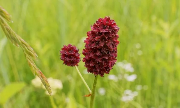 Sanguisorba officinalis