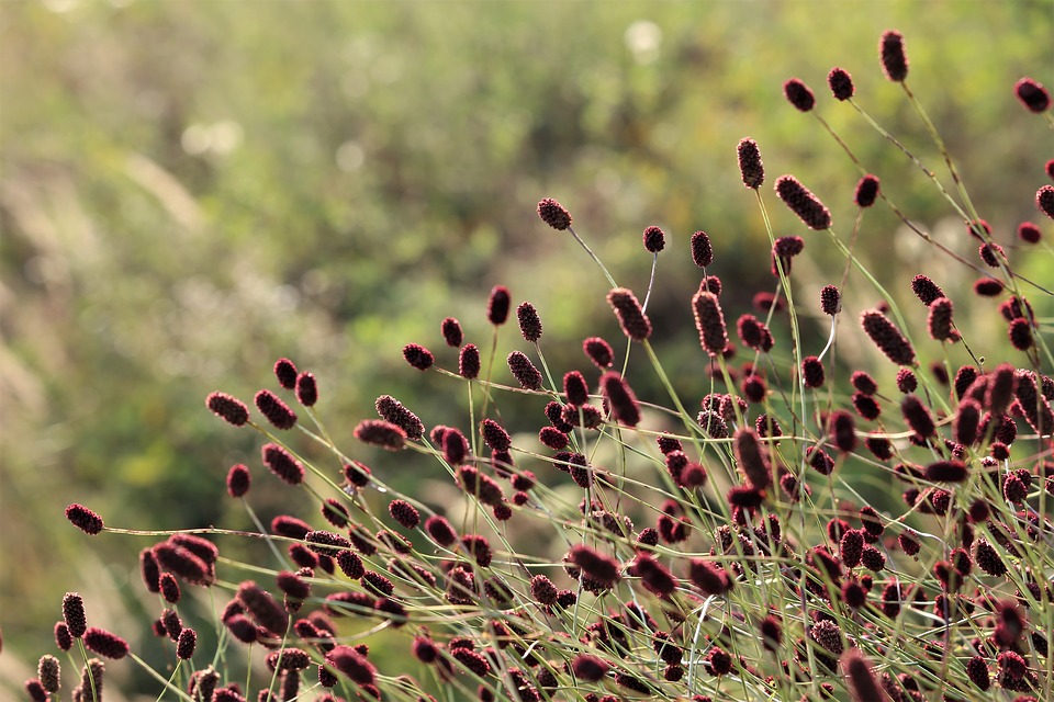 Sanguisorba officinalis