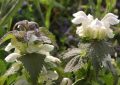 lamium-album