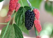 mulberry