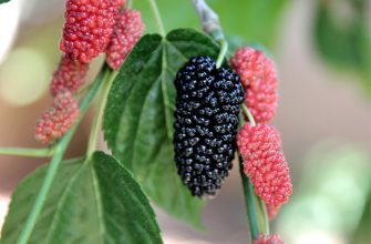 mulberry