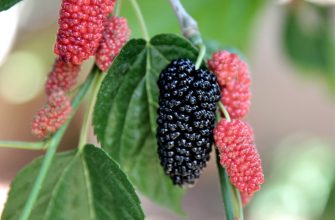 mulberry