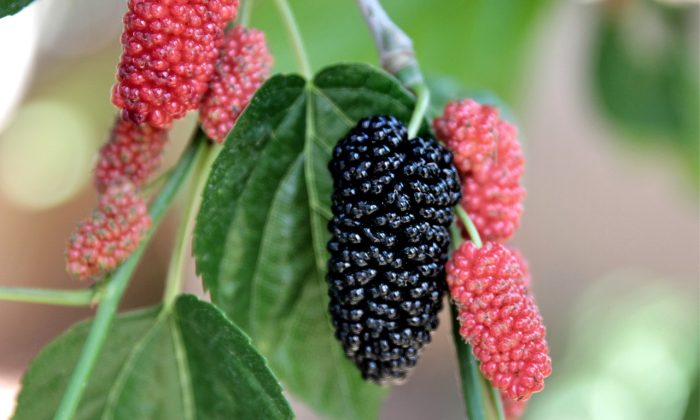 mulberry