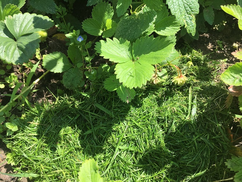 strawberry grass