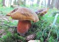 scarletina-bolete