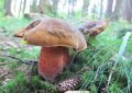 scarletina-bolete