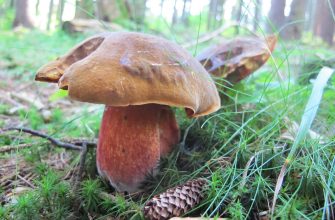 scarletina-bolete