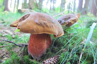 scarletina-bolete