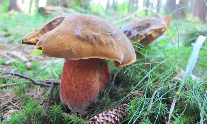 scarletina-bolete