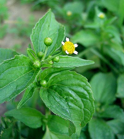 Galinsoga parviflora