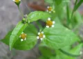 Galinsoga parviflora