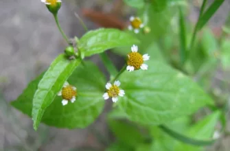 Galinsoga parviflora