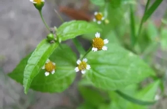 Galinsoga parviflora