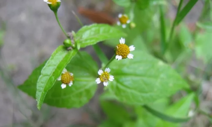 Galinsoga parviflora