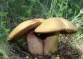 Suillellus luridus