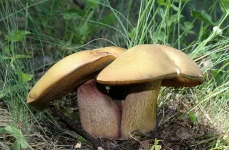 Suillellus luridus