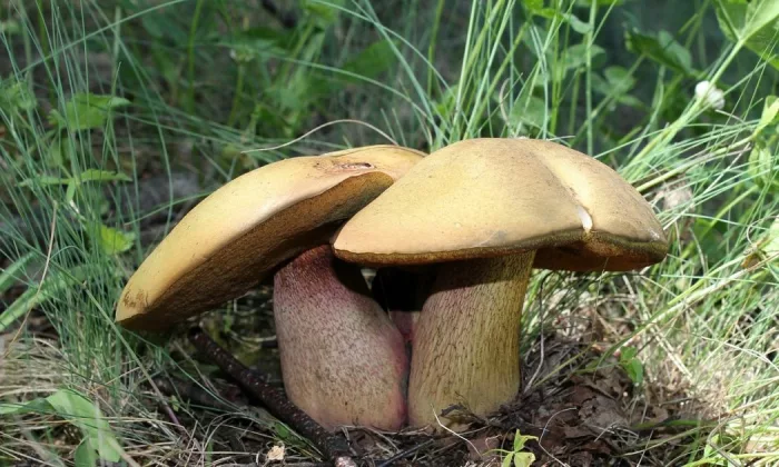 Suillellus luridus