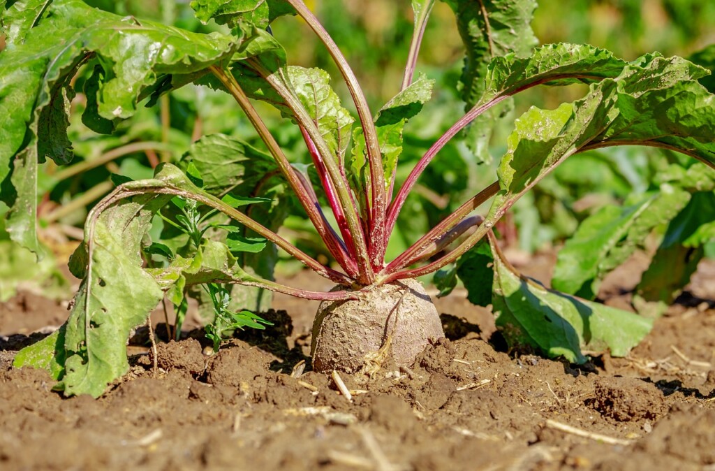 beetroot