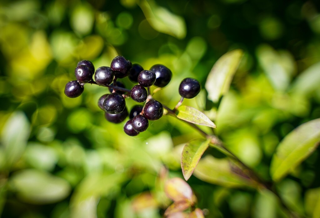 berries