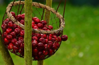 cherries