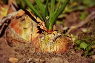 onion