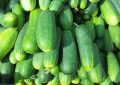 cucumbers