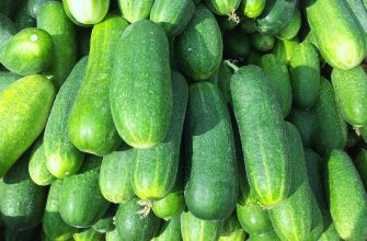 cucumbers