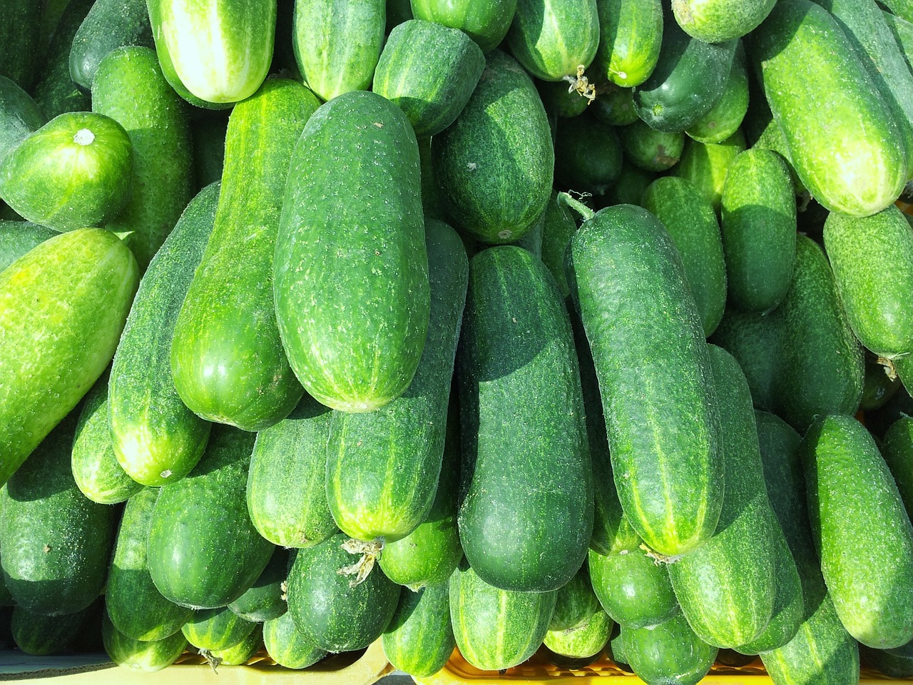Cucumber bitterness Do you know why cucumbers are bitter?