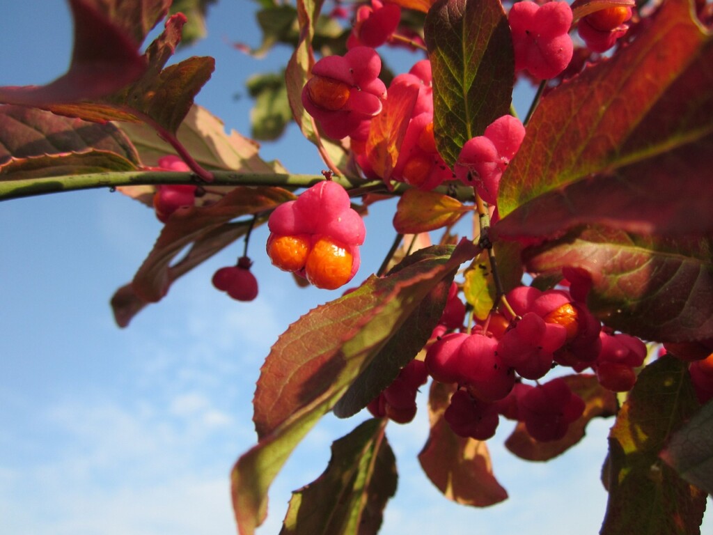 euonymus-europaeus