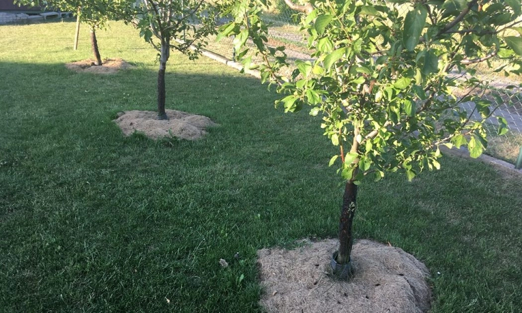 Mulch around fruit trees as a necessity