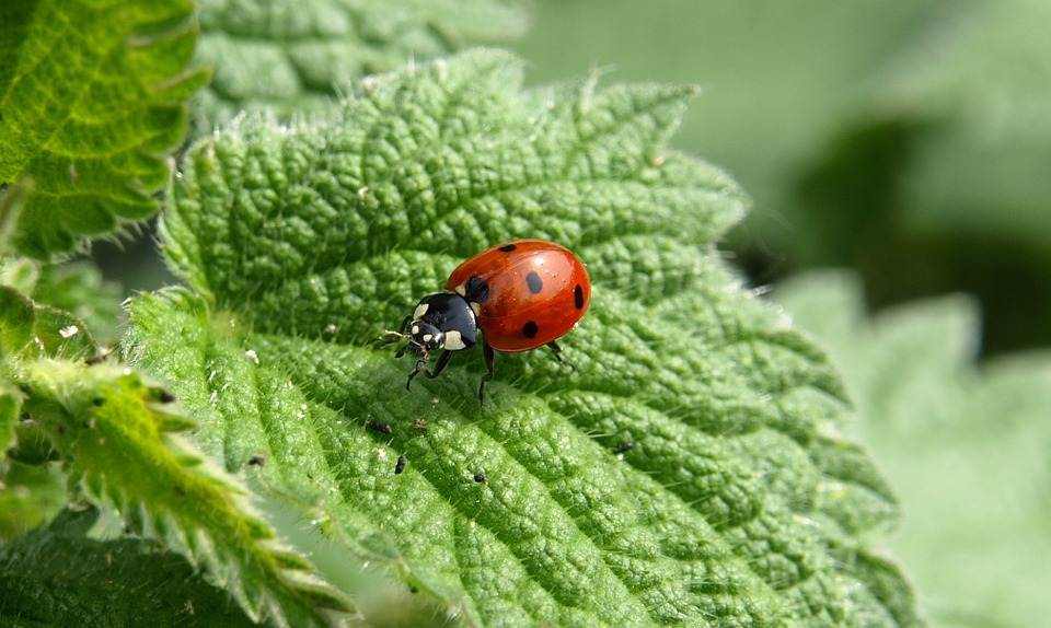 nettle