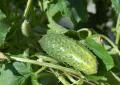 cucumbers