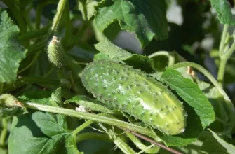 cucumbers