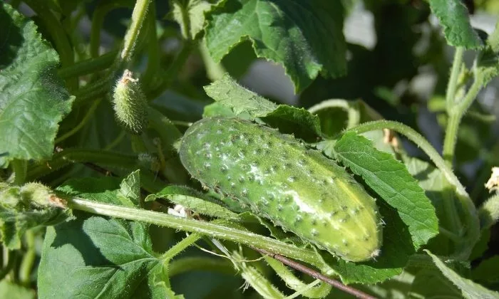 cucumbers