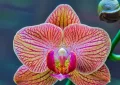 orchids