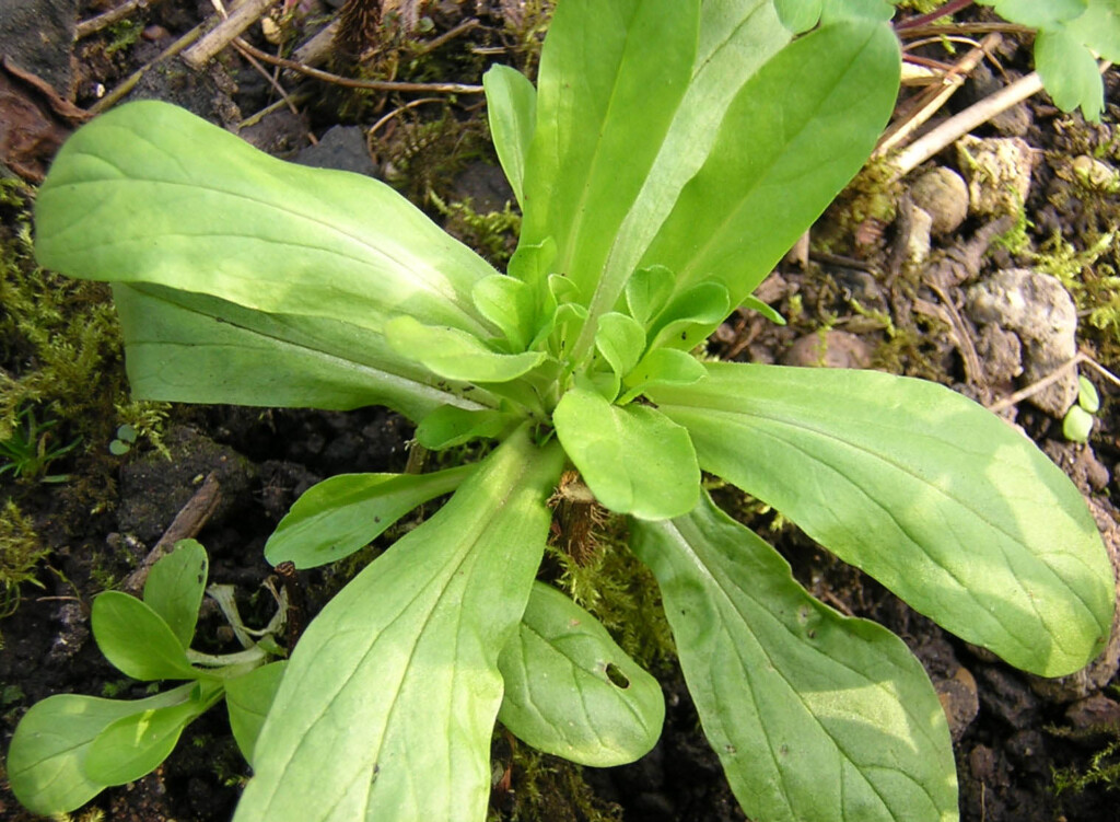  cornsalad