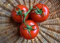 Tomato