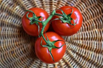 Tomato