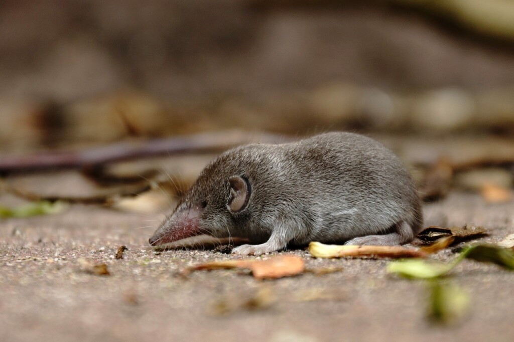 shrew