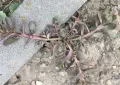 Portulaca oleracea