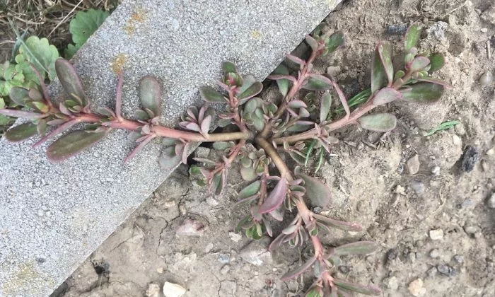 Portulaca oleracea