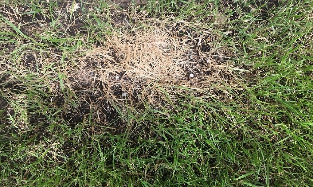 dead spot lawn