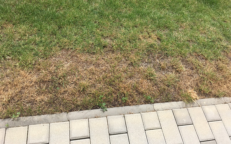 dead spot lawn