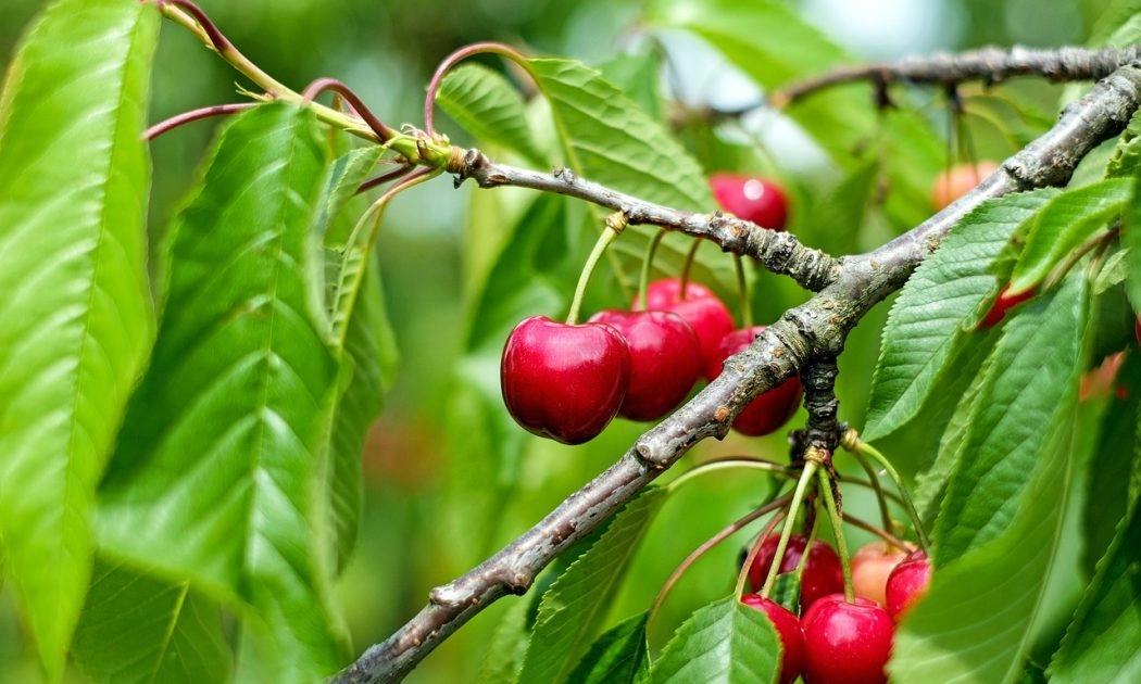 cherries