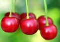 cherries