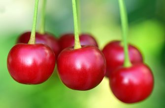 cherries